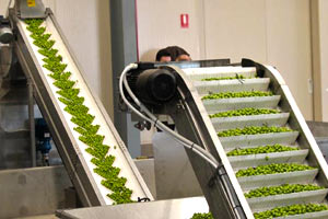 Olive processing