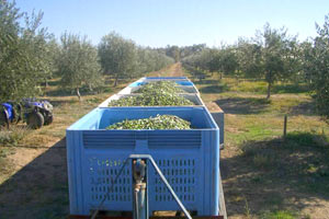 Olive processing